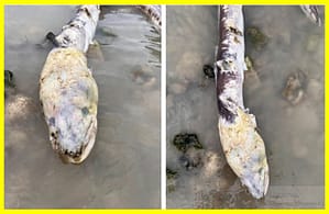 Загадкова риба-зомбі на пляжі Уортінгу