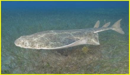 Ангельська Акула: Мисливець-Невидимка