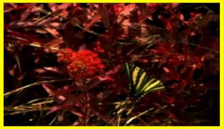 A camera that allows you to see the world through the eyes of animals