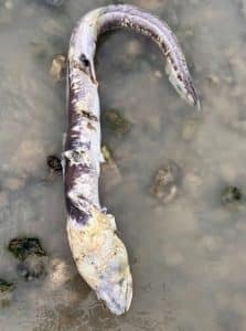 Mysterious Zombie Fish on Worthing Beach