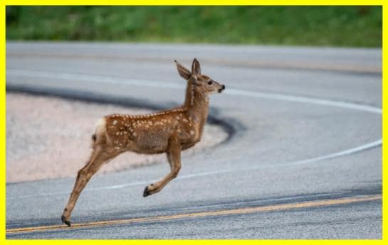 Unique behavior of animals bouncing in the air