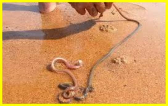 Three-foot-long beach worm meat-eater