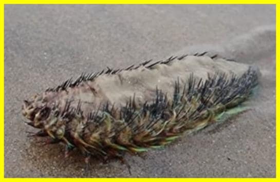 У Британії знайшли «інопланетну» істоту