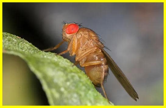 Створені мухи-наркомани для вивчення кокаїнової залежності