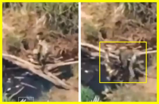 A simple bridge made of twigs stopped the Russian advance