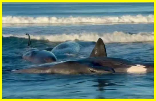 Кітов викинуло на берег після землетрусу