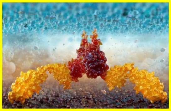 Знайдено ефективний засіб проти раку