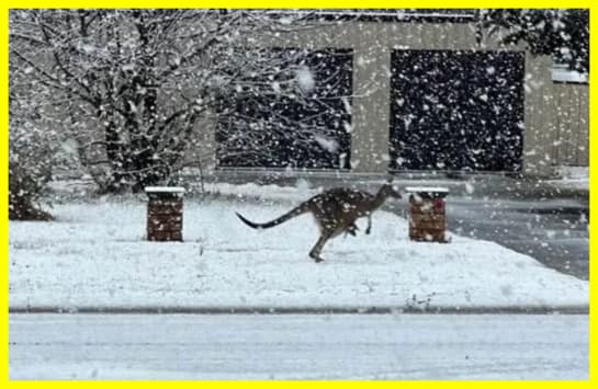 В Австралії сильні снігопади