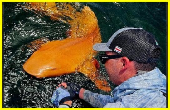 Рибалки впіймали рідкісну помаранчеву акулу