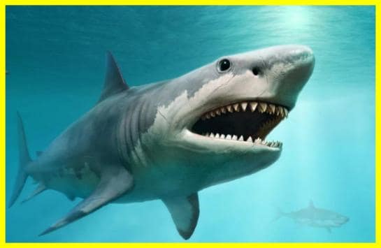 Акули можуть позбутися зубів