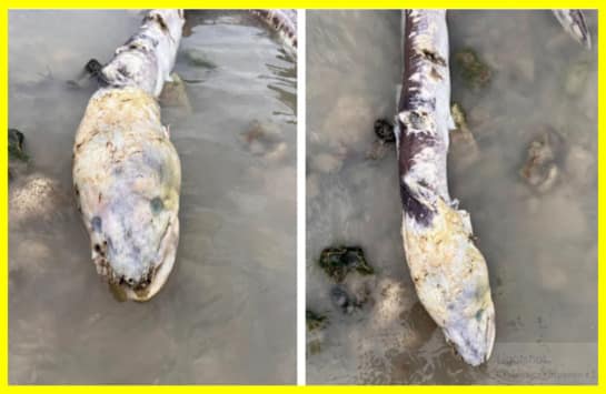 Загадкова риба-зомбі на пляжі Уортінгу