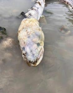 Mysterious Zombie Fish on Worthing Beach