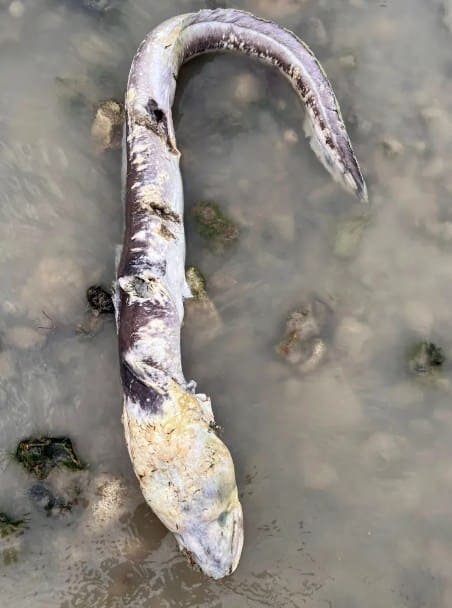 Загадкова риба-зомбі на пляжі Уортінгу