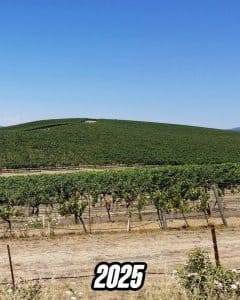 Легендарний зелений пагорб зі шпалер Windows XP