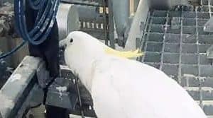 A parrot interfered with the launch of the first space rocket in Australia